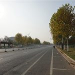 刚出发,小区门口的梧桐树