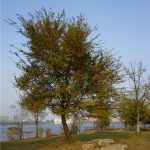 宛陵湖,由绿转黄