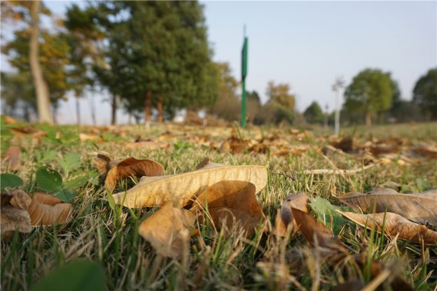 宛陵湖，落叶